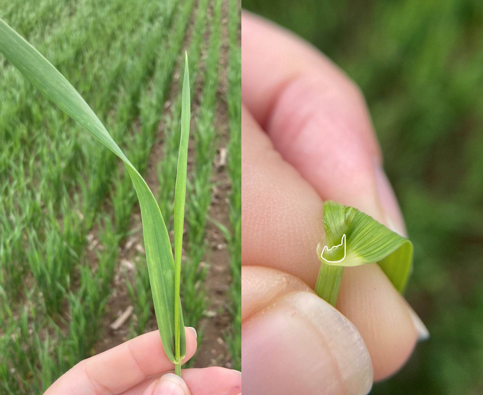 Side-by-side images of wheat at Feekes growth stages 8&ndash;9, including a close-up of a split stem showing the developing head and a field view of wheat plants at this stage.